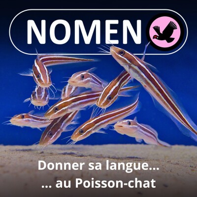 S02E31 Donner sa langue au... Poisson-chat cover