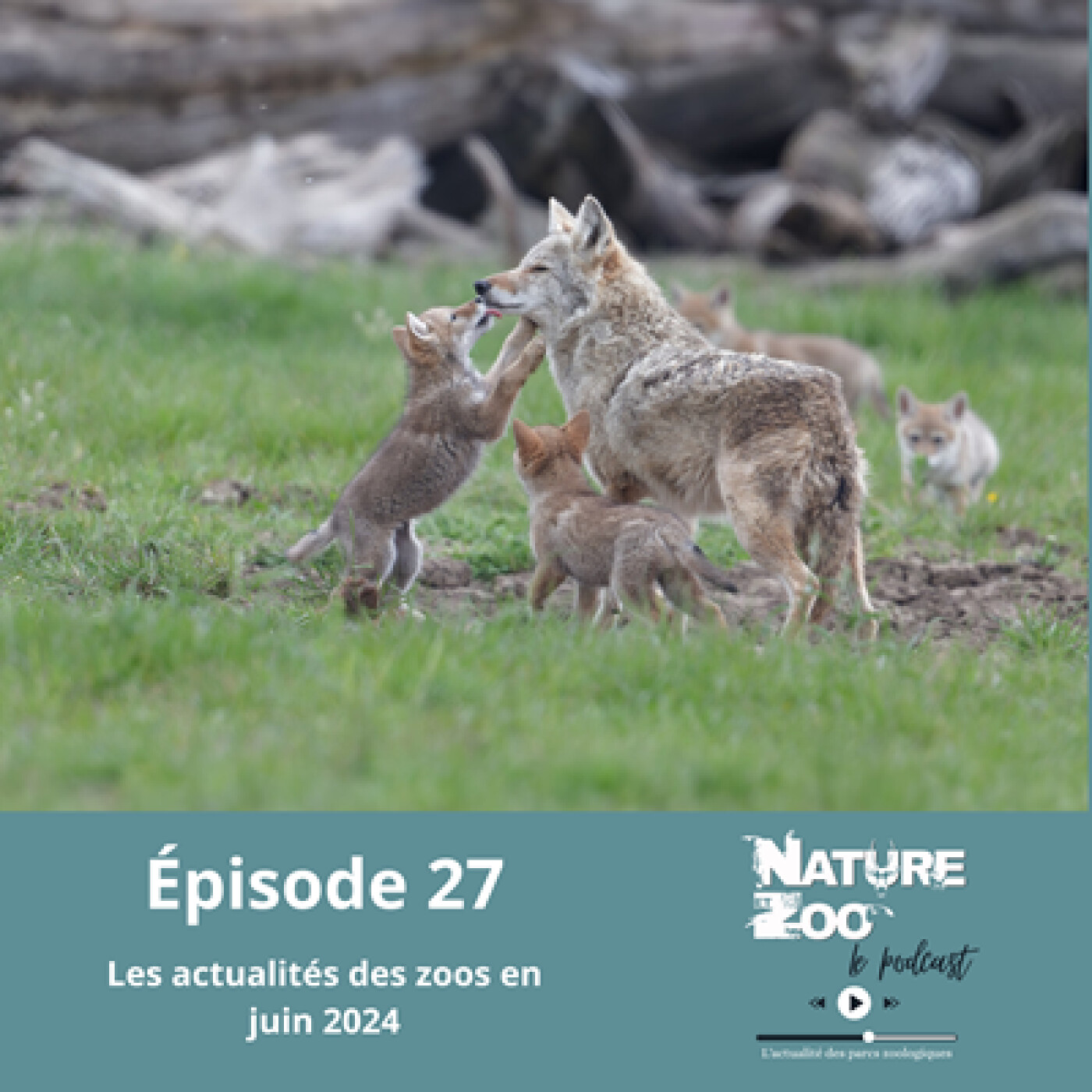 Épisode 27 (ACTU) - Les actualités en juin 2024 episode artwork