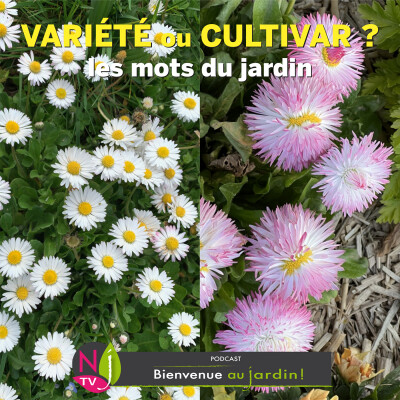 #81: LES MOTS DU JARDIN : VARIÉTÉ ou CULTIVAR ? cover