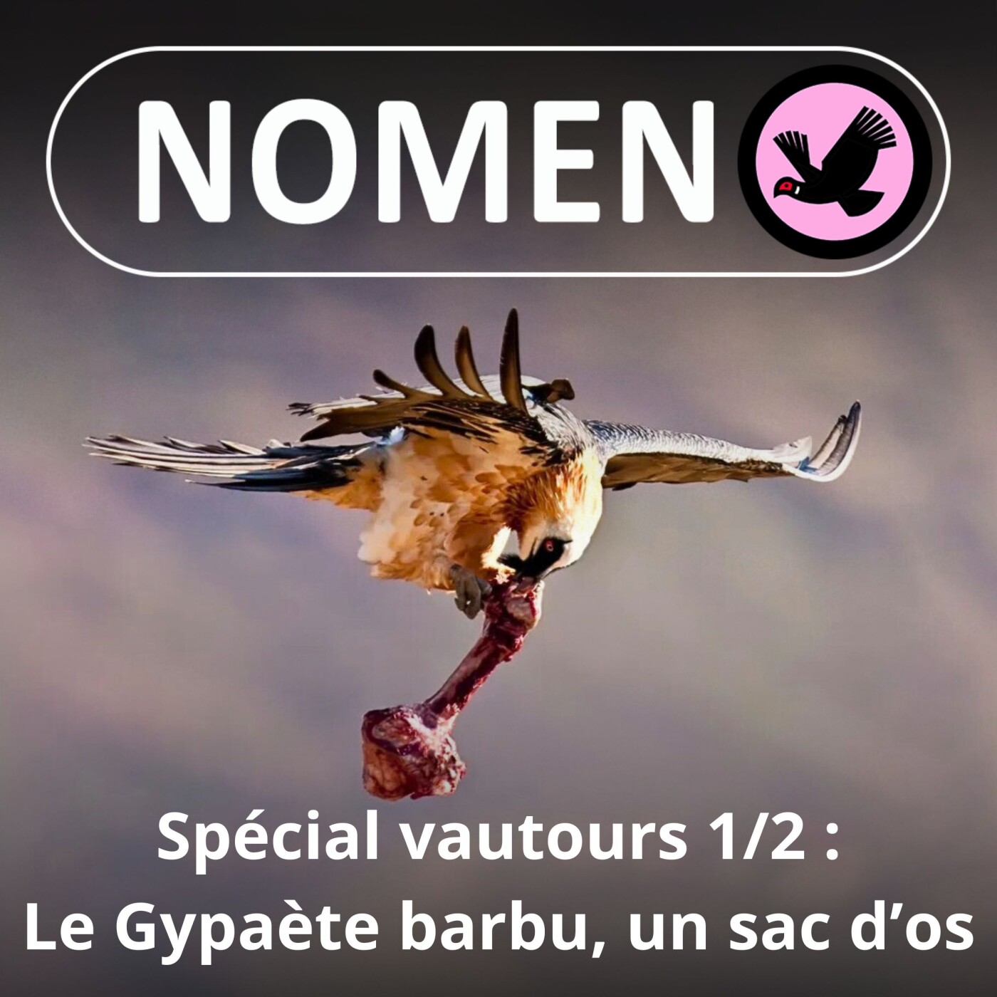 SPÉCIAL vautours 1/2 : Le Gypaète, barbu, mais pas voleur d'agneaux