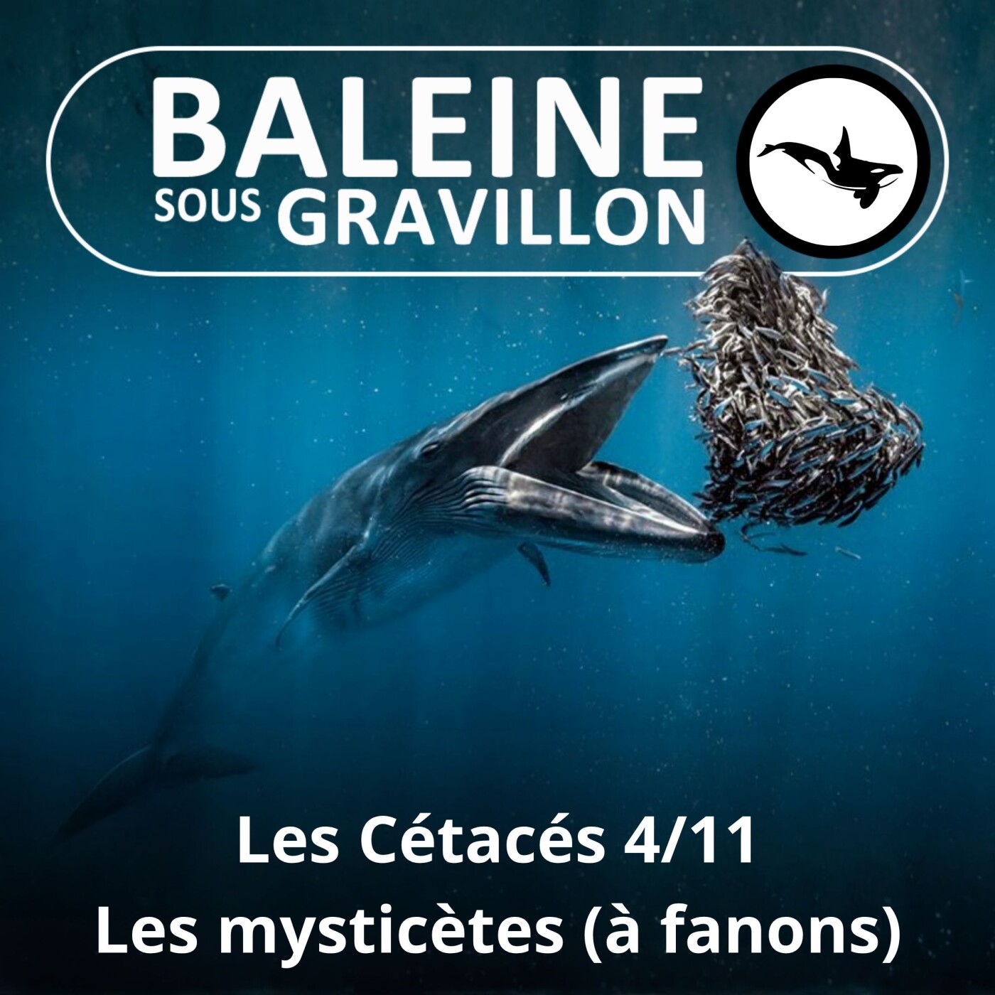 S03E61 Les Cétacés 4 : Les Baleines à fanons (Mysticètes) episode artwork