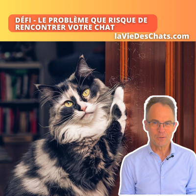 Défi : le problème que risque de rencontrer votre chat. 4 premières solutions cover