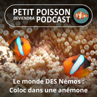 S04E20 Le monde DES Némos : Les chics dessous de la relation avec leur anémone cover