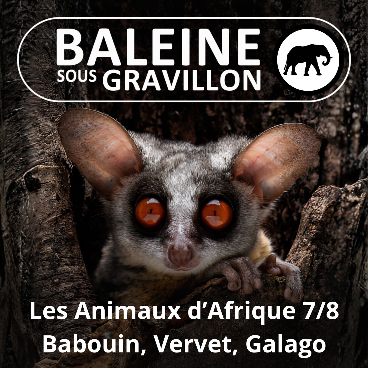 S02E80 Les Animaux d'Afrique 7/8 : Babouin, Vervet, Galago, Colobe... episode artwork