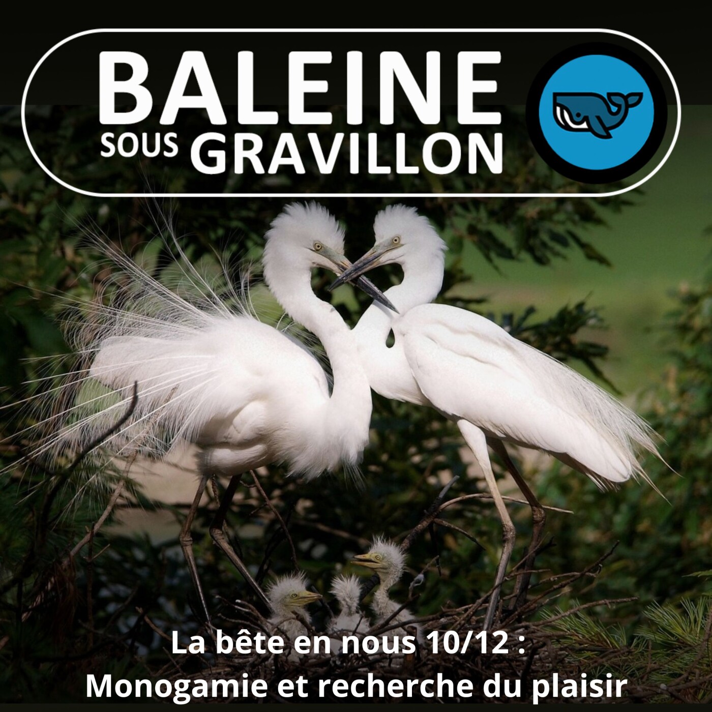 S03E77 La bête en nous 10/12 : La monogamie et la recherche du plaisir, Jessica Serra (éthologue)