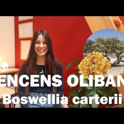 L'huile essentielle d'Encens Oliban - Lumière, air et remise en mouvement cover