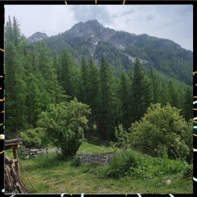 Au fil des plantes épi 6, Les dangers des noms populaires des plantes avec Alicia Bonnaud cover