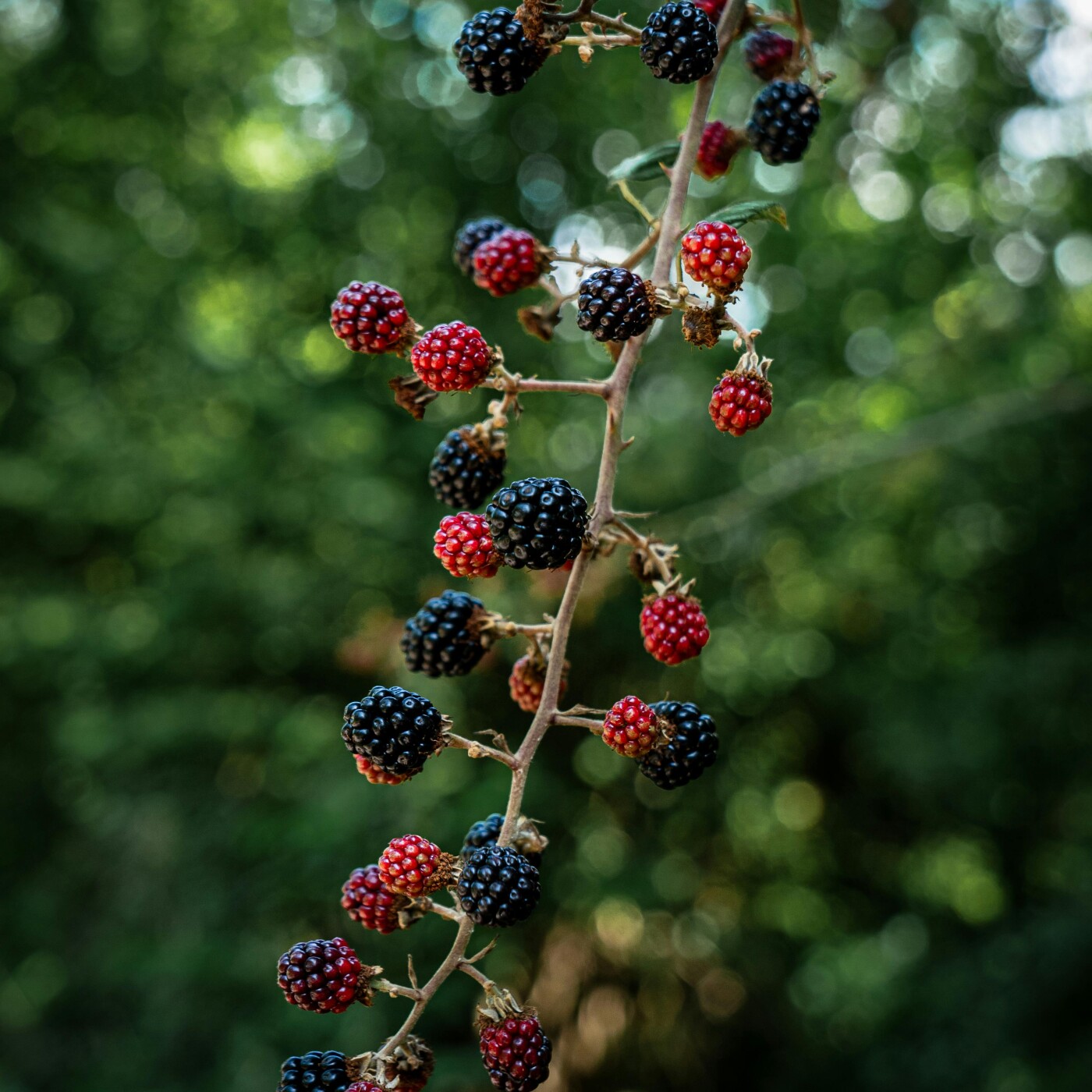 La forêt des délices