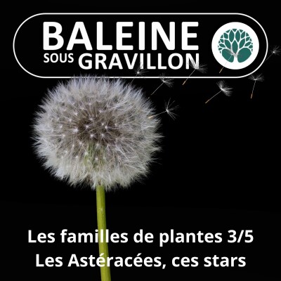S04E53 Trois grandes familles de plantes 3/5 : Les Astéracées, ce Pissenlit qui sème à tous vents ! cover