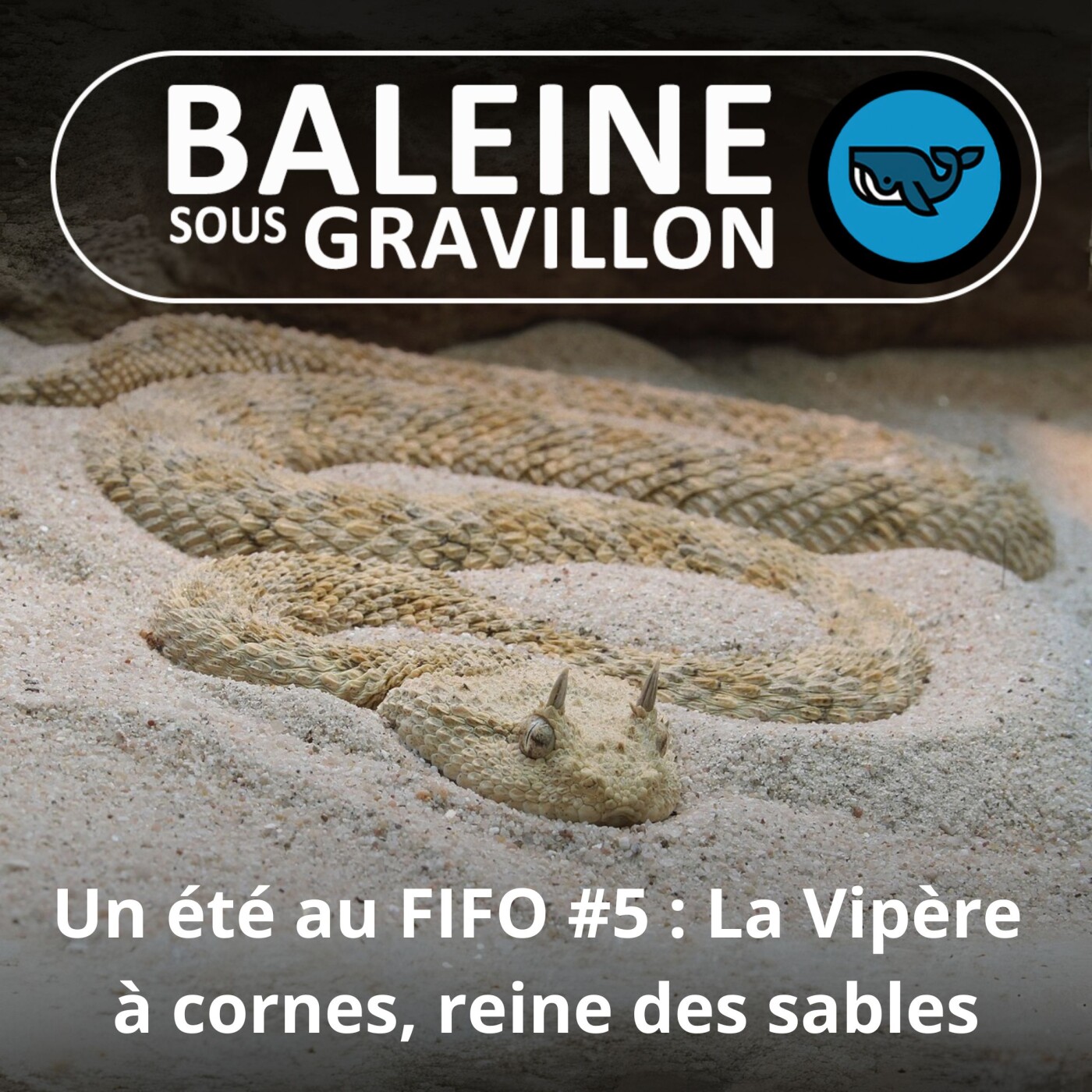 BEST OF D’ÉTÉ %2305 : La Vipère à cornes (David Leduc, herpétologue)