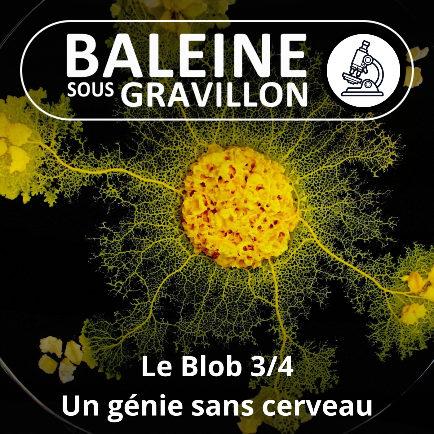 S04E58 Le Blob 3/4 : Un génie sans cerveau (Audrey Dussutour) episode artwork