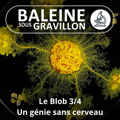 S04E58 Le Blob 3/4 : Un génie sans cerveau (Audrey Dussutour) cover