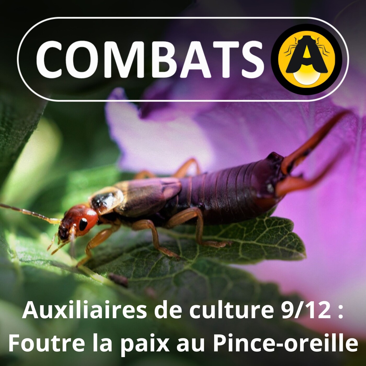 SPÉCIAL Auxiliaires 9/12 : Serrer enfin la pince du Pince-oreille