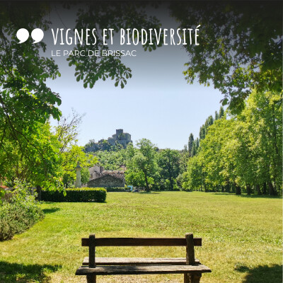3 - Vignes et Biodiversité en Terrasses du Larzac - Le parc de Brissac cover