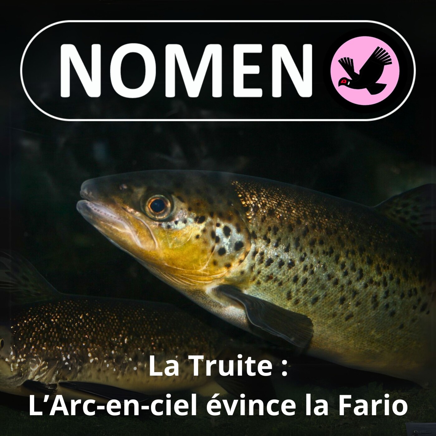 S03E27 Fario ou arc-en-ciel ? La native et l'introduite