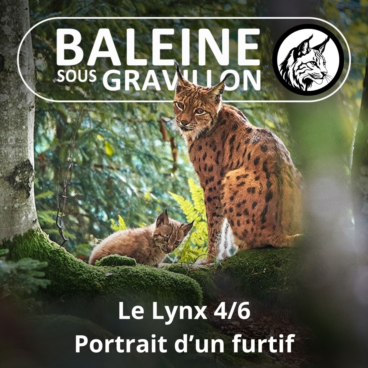 S03E23 Le Lynx 4/6 : Portrait d'un furtif episode artwork