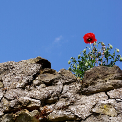 Ecoute thérapeutique 1: Mur protecteur, Intégrer sa part d’insouciance, Partir à la recherche de soi cover