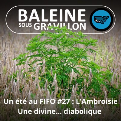 BEST OF D'ÉTÉ #27 : L'Ambroisie, le nectar des Dieux rétrogradé en mauvaise herbe (Gaëlle Guyot, FREDON) cover