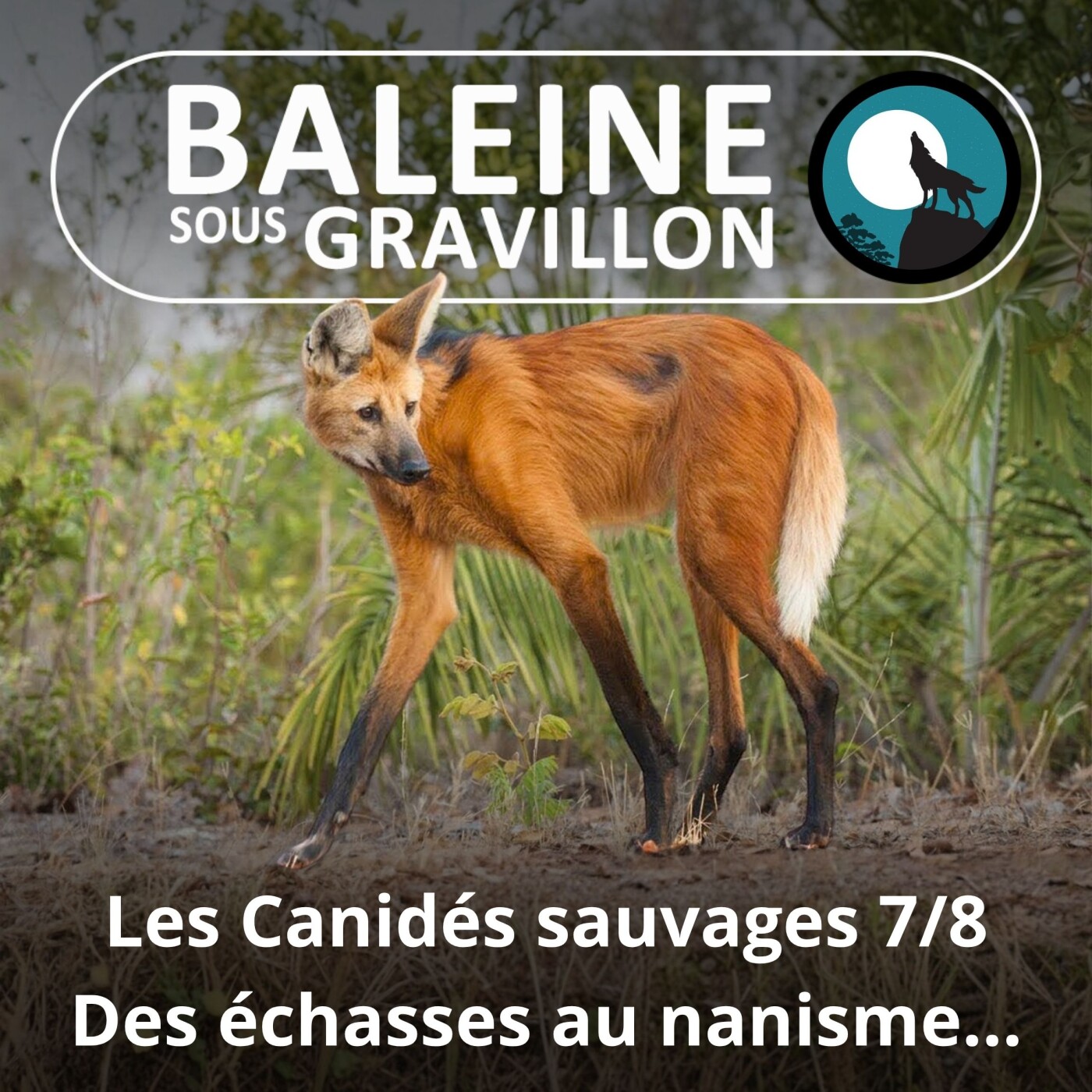 S04E49 Les Canidés sauvages 7/8 : Des échasses au nanisme episode artwork
