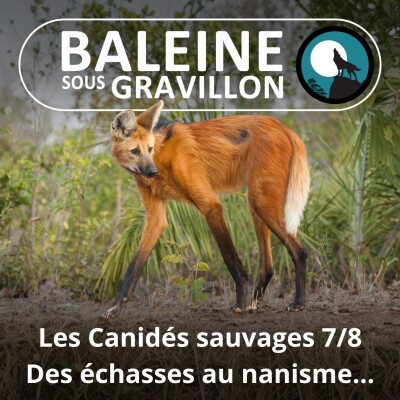 S04E49 Les Canidés sauvages 7/8 : Des échasses au nanisme cover