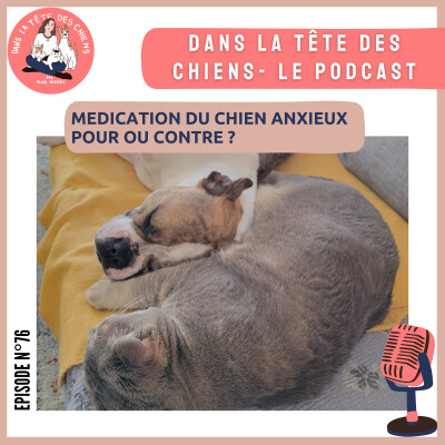 Médication du chien anxieux : pour ou contre ? cover
