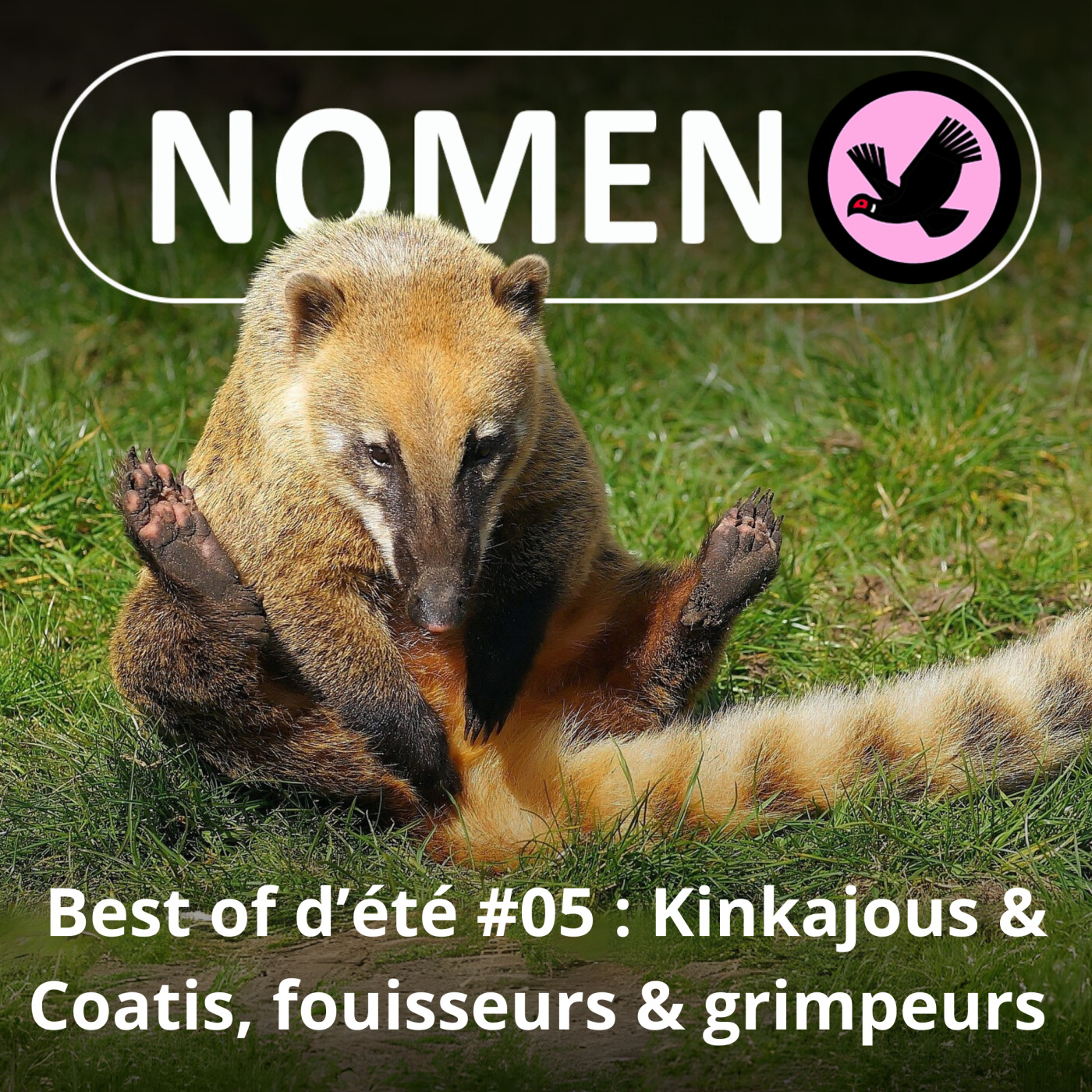 BEST OF D'ÉTÉ #05 :  Kinkajous & Coatis, fouisseurs & grimpeurs