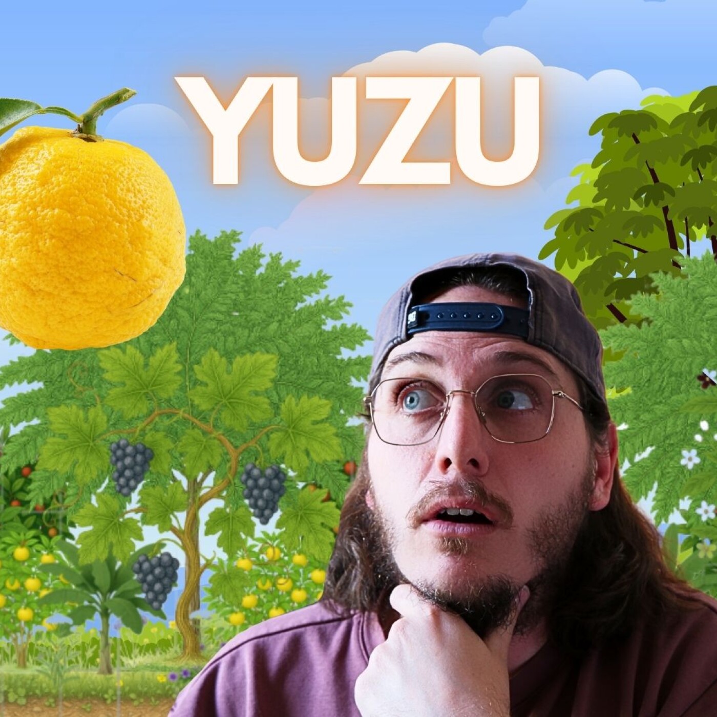 Le Yuzu est une agrume résistant, adapté au climat tempéré