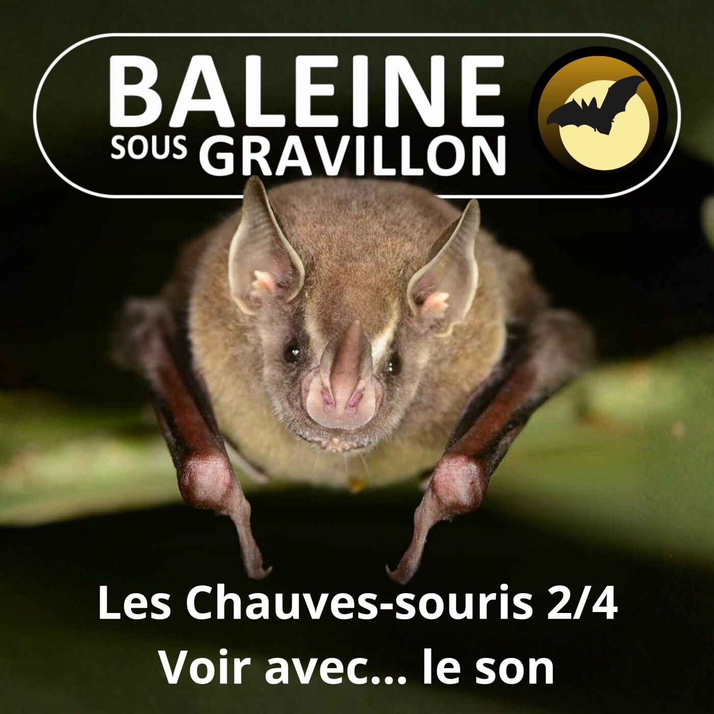 S02E26 Les Chauves-souris 2/4 : Voir dans la nuit... avec le son ! episode artwork