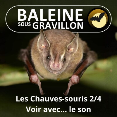 S02E26 Les Chauves-souris 2/4 : Voir dans la nuit... avec le son ! cover