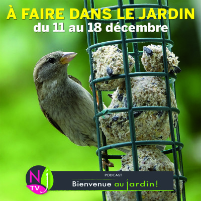 QUE FAIRE DANS LE JARDIN DU 11 AU 18 DÉCEMBRE ? cover