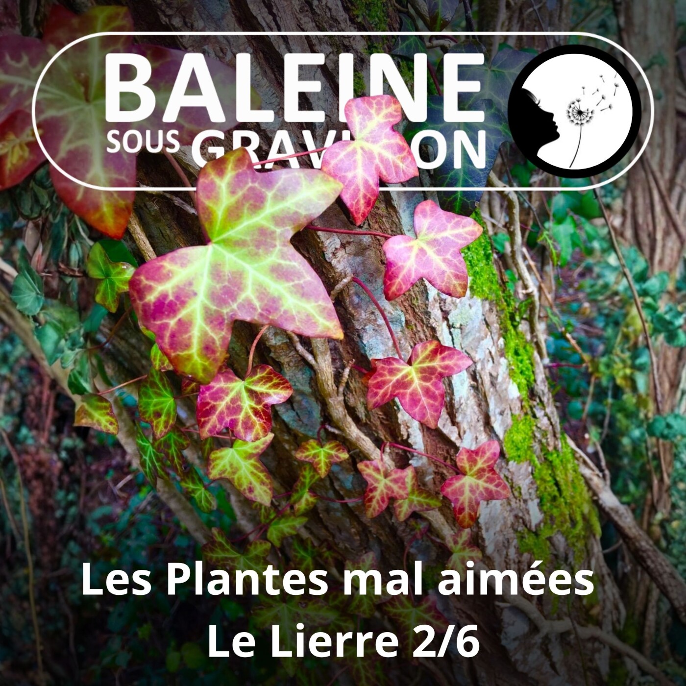 S03E27 Ces plantes mal aimées pourtant si utiles 2/6 : Le Lierre (Ludivine Delamare) episode artwork