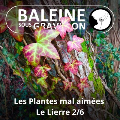 S03E27 Ces plantes mal aimées pourtant si utiles 2/6 : Le Lierre (Ludivine Delamare) cover