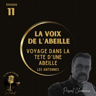 #11 - Voyage dans la tête d'une abeille épisode 2 cover