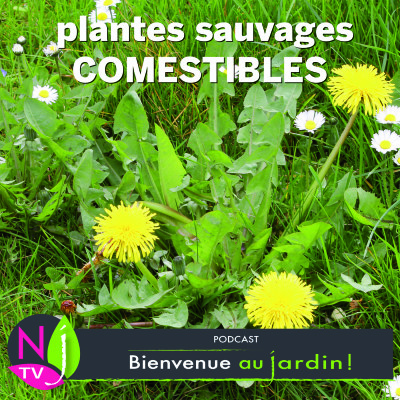 DOSSIER: LES PLANTES SAUVAGES COMESTIBLES cover