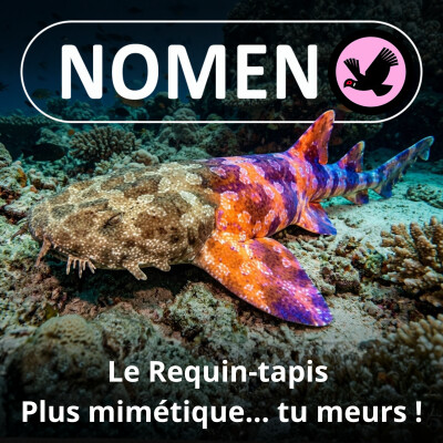S01E11 Le Wobbegong ou Requin-tapis : Plus mimétique tu meurs... cover