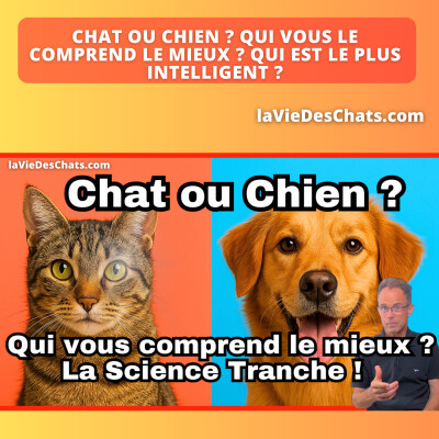 Chat ou chien : qui vous comprend le mieux ? Qui est le plus intelligent ? cover