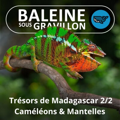 S05E02 Trésors de Madagascar 2/2 : Caméléons et Mantelle dorée (Olivier Marquis, herpétologue) cover