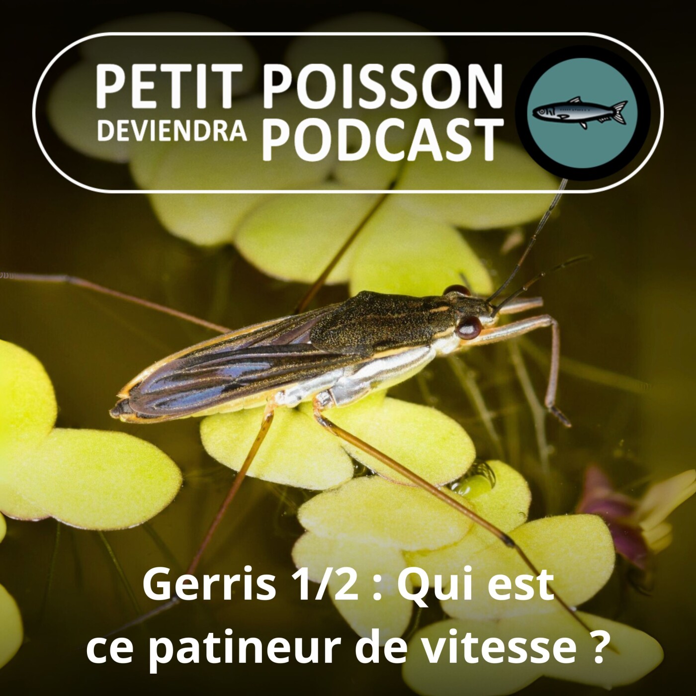 Petit Poisson deviendra Podcast