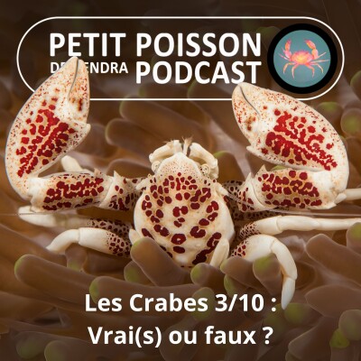 S04E33 Les Crabes : Les vrais... et les faux cover
