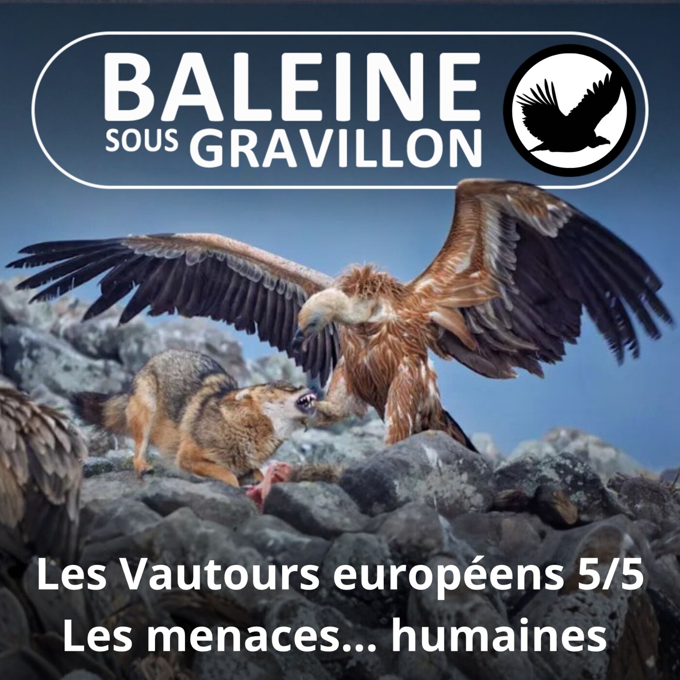 S04E42 Vautours européens 5/5 : Câbles, éoliennes, poison, tirs et autres misères... (Antoine Adam) episode artwork