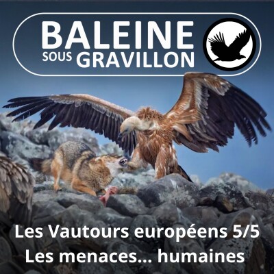S04E42 Vautours européens 5/5 : Câbles, éoliennes, poison, tirs et autres misères... (Antoine Adam) cover