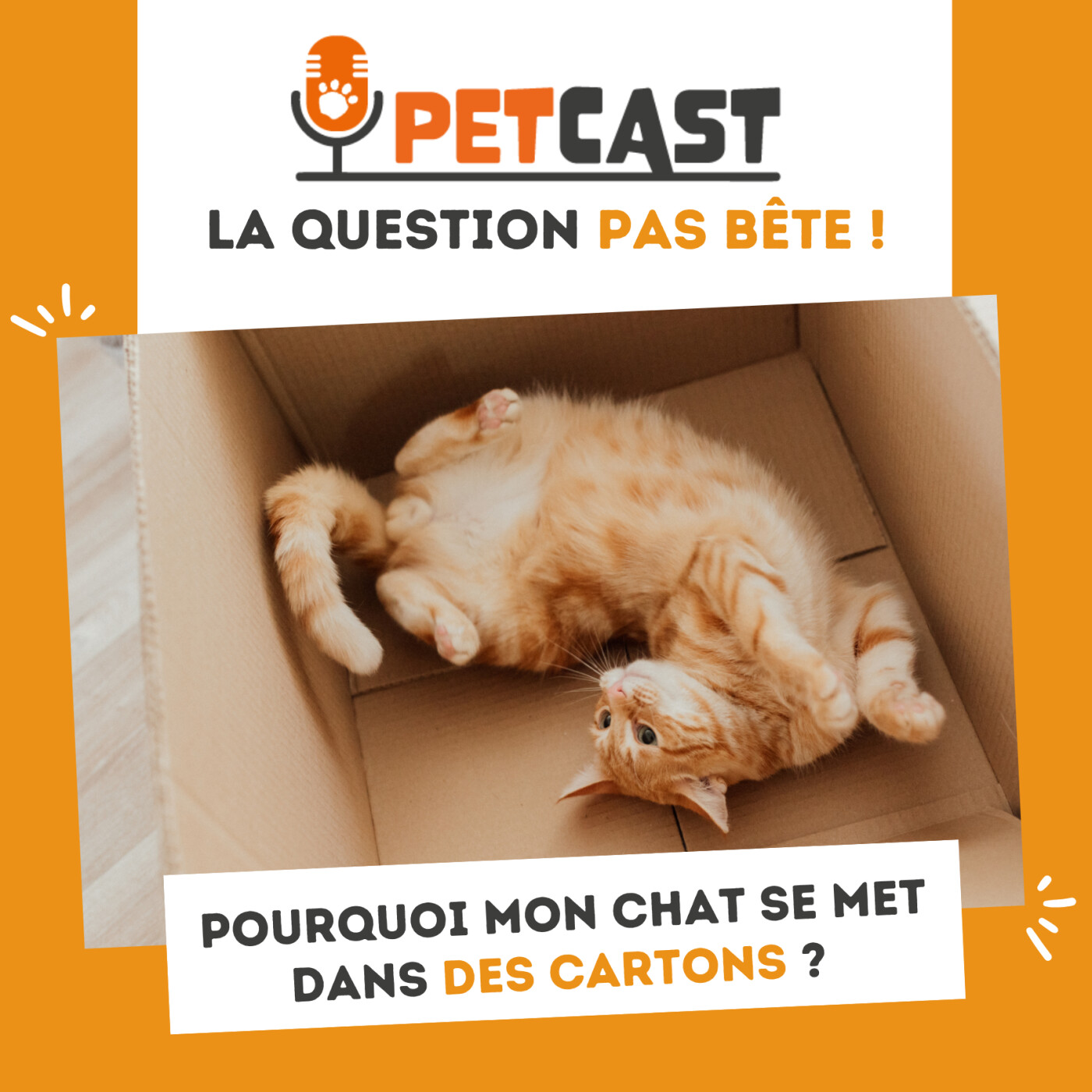 📣 Pourquoi mon chat se met dans des cartons ?