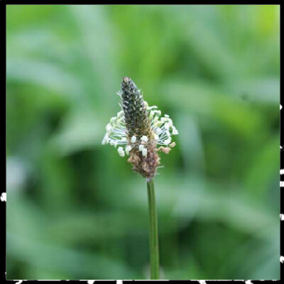 Au fil des plantes épi 5, Le plantain avec Alicia Bonnaud cover
