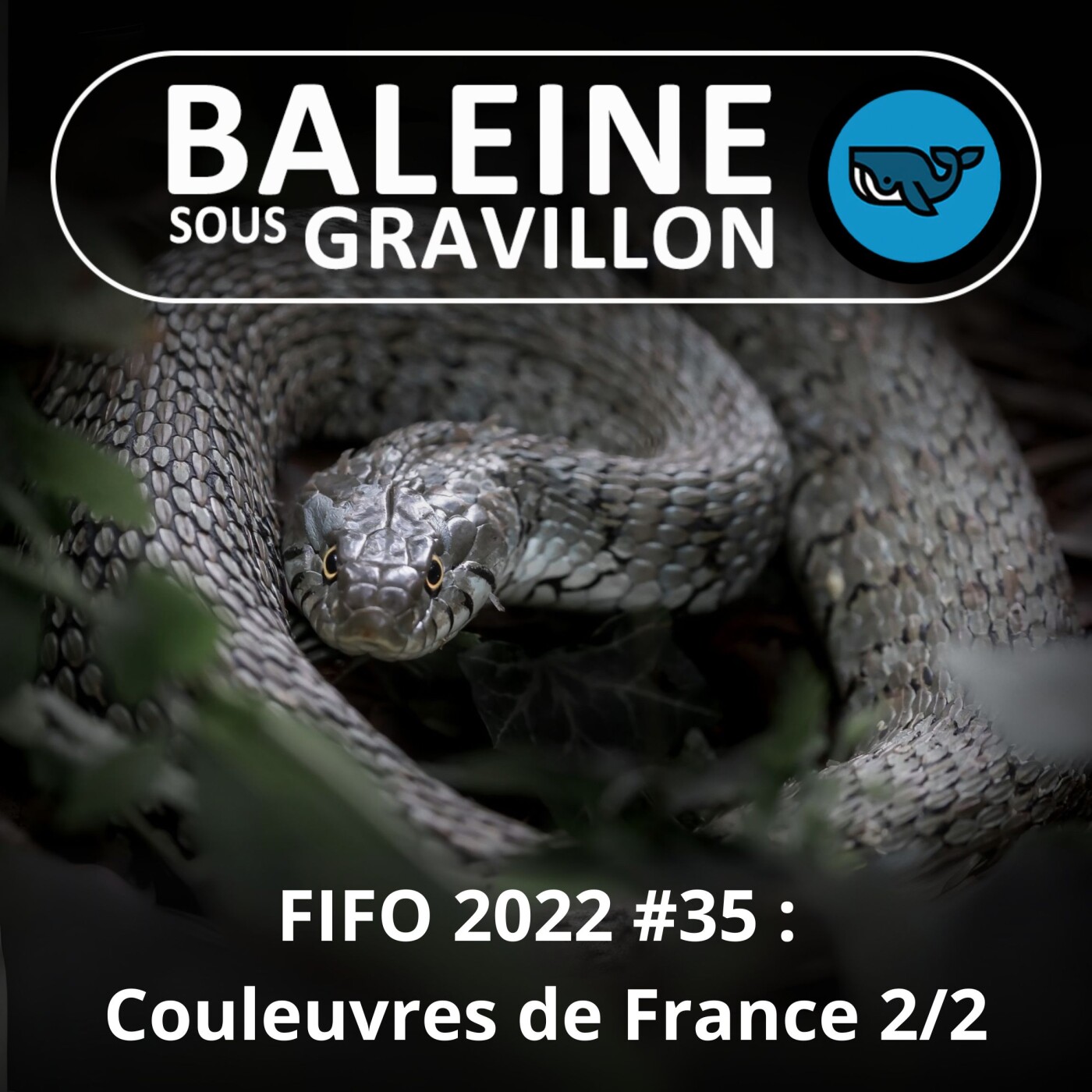 FIFO #35 : Couleuvres de France 2/2 (Corentin Foucher et David Leduc, herpétologues)