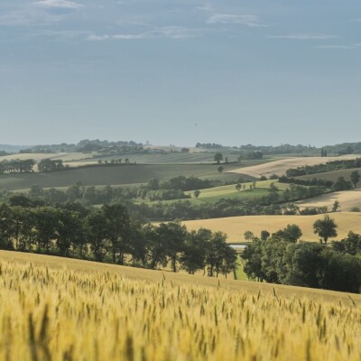 L’arbre multi service et sol vivant #1 cover