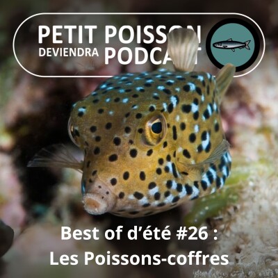 BEST OF D'ÉTÉ #26 : Les Poissons-coffres ou -boîtes : Un hydrodynamisme qui a inspiré... Mercedes ! cover