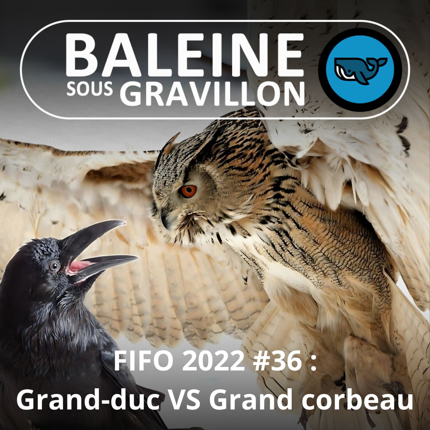FIFO #36 : Deux "grands" pas très copains, le Grand Corbeau et le Grand Duc (Victor Noël, naturaliste, auteur)
