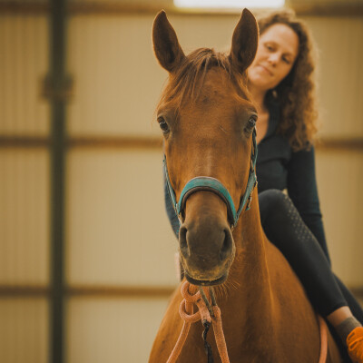 🐎 Les vraies bonnes bases d'un cheval : connexion, écoute, confiance, envie de collaboration, qu'il soit bien dans son corps. cover
