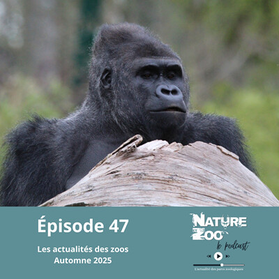 Épisode 47 (ACTU) - Les actualités de l'automne 2025 cover