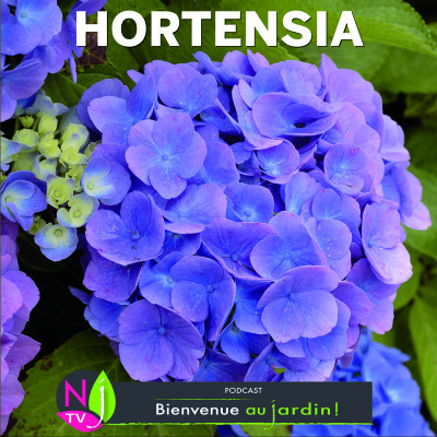 HISTOIRES BOTANIQUES: COMMERSON ET LES MYSTÈRES DU NOM HORTENSIA cover